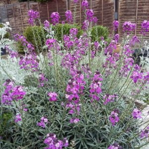 Erysimum 'Bowles Mauve'