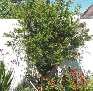 Hot bed in July with Punica Helenium and Crocosmia pic 01
